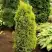 Можжевельник ГОЛД КОН обыкновенный в Сморгони
