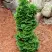 Туя СПИРАЛИС МИНИ западная в Сморгони