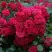 Роза РАДОСТЬ САДОВНИКА (ГАРТЕН ФРОЙДЕ) почвопокровная в Сморгони