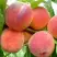 Персик ВАЙН ГОЛД Т3 в Сморгони