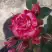 Роза ФАЙЕР ВОРКС миниатюрная в Сморгони