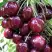 Черешня СИЛЬВИЯ колоновидная в Сморгони