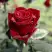 Роза ТАБУ чайно-гибридная в Сморгони