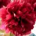 Пион БЕЛГРАВИЯ травянистый в Сморгони