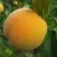 Персик ДОНЕЦКИЙ ЖЕЛТЫЙ в Сморгони