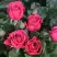 Роза ЛАВ ЛЕТТЕР флорибунда в Сморгони