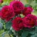 Роза КЕЙТ английская в Сморгони