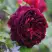 Роза МАНСТЕД ВУД английская в Сморгони