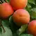 Абрикос ГРАФИНЯ в Сморгони
