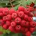 Рябина АЛАЯ КРУПНАЯ сладкоплодная в Сморгони