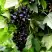Смородина чёрная БЕЛОРУССКАЯ СЛАДКАЯ в Сморгони
