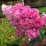 Гортензия МЕГА МИНДИ метельчатая в Сморгони