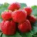 Клубника ВИМА ЗАНТА в Сморгони