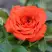 Роза ОРАНЖ ДЖЕВЕЛ миниатюрная в Сморгони