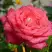 Роза ПЬЕР КАРДЕН чайно-гибридная в Сморгони