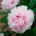 Пион ПЕРСИК ПОД СНЕГОМ древовидный в Сморгони