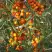 Облепиха РОСИНКА в Сморгони