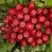 Рябина РУБИНОВАЯ сладкоплодная в Сморгони