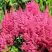 Астильба САННИ ДЕЙ гибридная в Сморгони