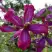 Клематис СВИТ САММЕР ЛАВ в Сморгони