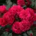 Роза РАДОСТЬ САДОВНИКА (ГАРТЕН ФРОЙДЕ) почвопокровная в Сморгони