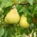 Груша ВЕЛИКАЯ ЛЕТНЯЯ (БОЛЬШАЯ ЛЕТНЯЯ) в Сморгони