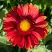 Гайлардия АРИЗОНА РЕД ШЕЙДС в Сморгони