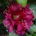 Рододендрон КАЛИ в Сморгони
