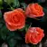Роза ОРАНЖ ДЖЕВЕЛ миниатюрная в Сморгони