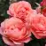 Роза КОРАЛ ЛИОНС РОУЗ флорибунда в Сморгони