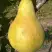 Груша КОНКОРД в Сморгони