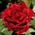 Роза РЕД ИНТУИШН чайно-гибридная в Сморгони