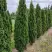 Туя ДЕГРУТ СПАЙР западная в Сморгони