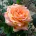 Роза ЭЛЬДОРАДО чайно-гибридная в Сморгони