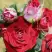 Роза РУБИ СТАР спрей в Сморгони