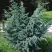 Можжевельник БЛЮ АЛЬПС китайский  в Сморгони