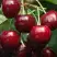 Черешня ГРОНКАВАЯ в Сморгони