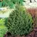 Ель КОМПАКТА обыкновенная в Сморгони