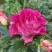 Роза БРЕРА флорибунда в Сморгони