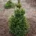 Ель ВИЛС ЦВЕРГ обыкновенная в Сморгони