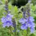 Вероника РОЯЛ БЛЮ большая в Сморгони
