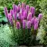 Лиатрис РОЗЕА колосковая в Сморгони