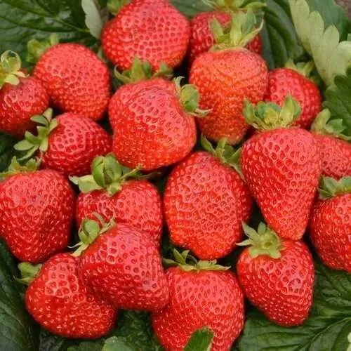 Клубника САН АНДРЕАС ремонтантная  Клубника САН АНДРЕАС ремонтантная в Сморгони