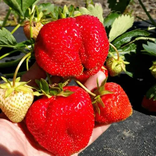 Клубника АПРИКА  Клубника АПРИКА в Сморгони