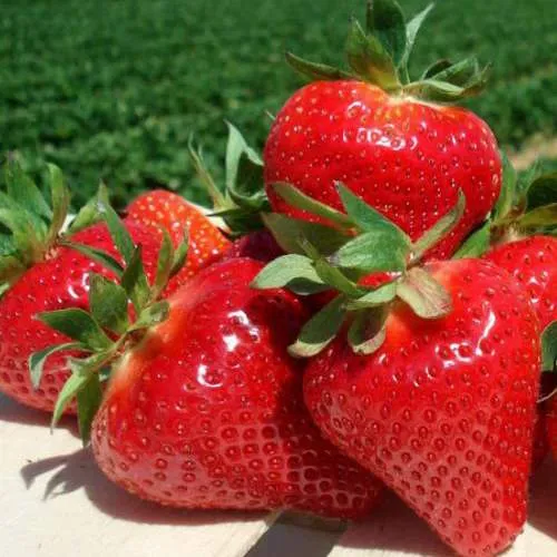 Клубника ДЖОЛИ  Клубника ДЖОЛИ в Сморгони