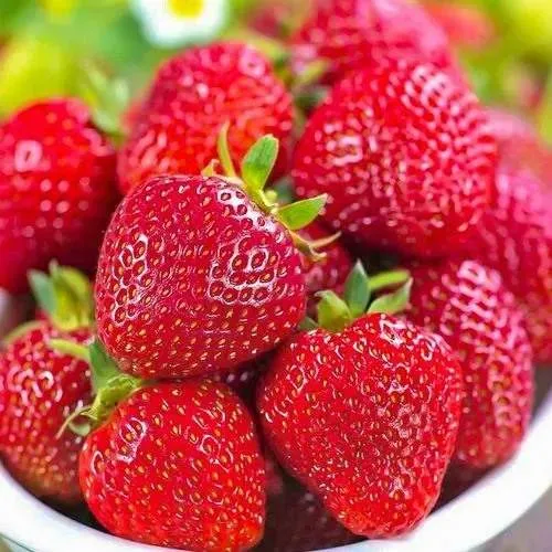 Клубника СИЛЬВИЯ  Клубника СИЛЬВИЯ в Сморгони