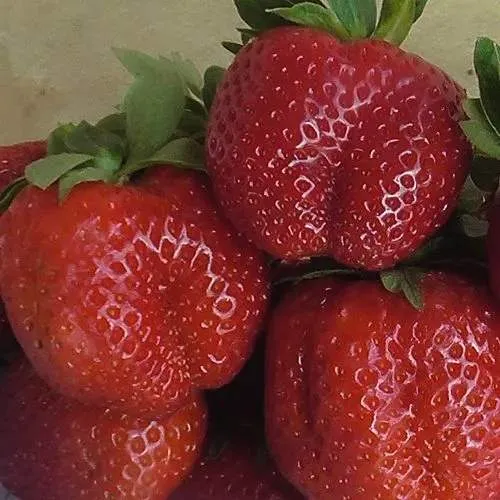 Клубника ДЕСТЕНИ  Клубника ДЕСТЕНИ в Сморгони