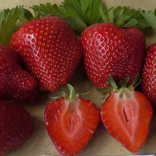 Клубника САНДРА  Клубника САНДРА в Сморгони