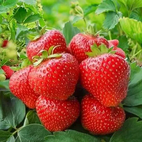 Клубника КИМБЕРЛИ  Клубника КИМБЕРЛИ в Сморгони