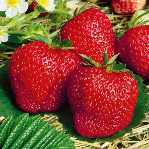 Клубника ВИМА ЗАНТА  Клубника ВИМА ЗАНТА в Сморгони